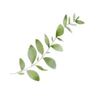 Feuille de ravintsara